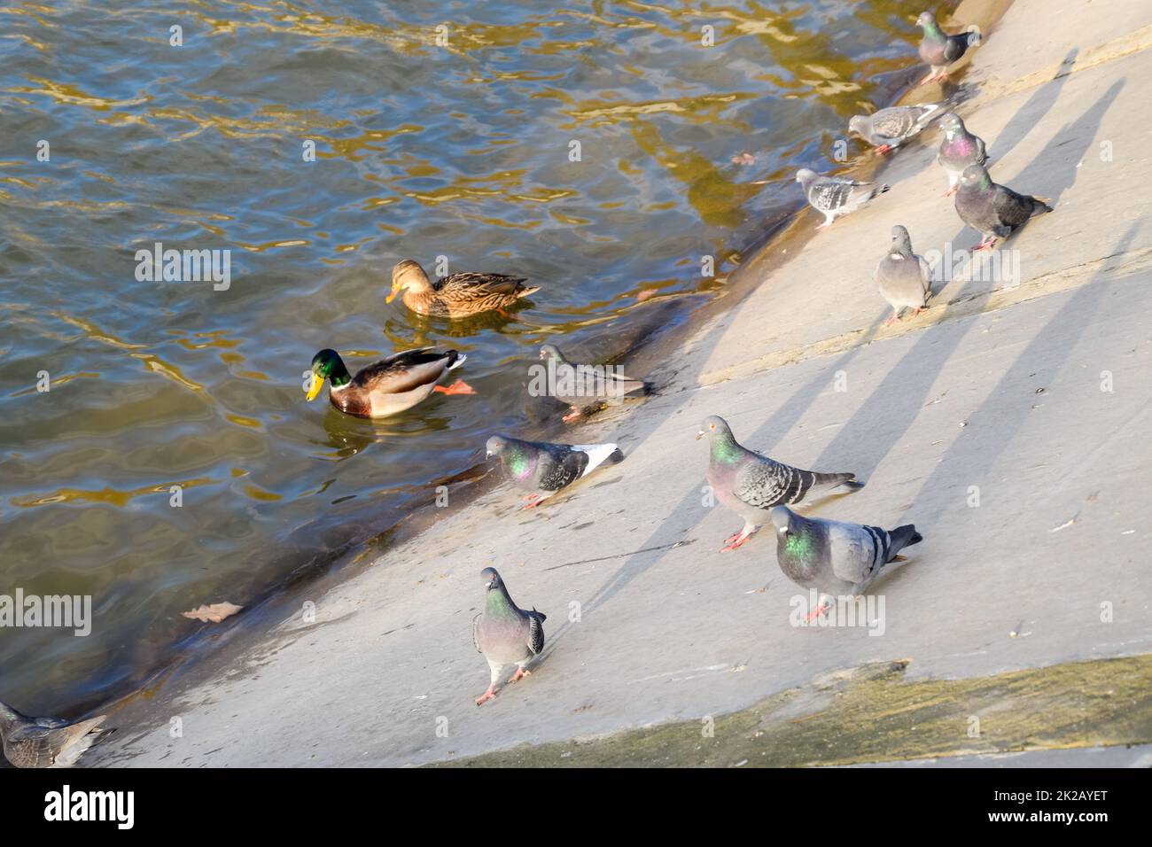 Canards nageant dans l'étang. Canard colvert sauvage. Drakes et femme Banque D'Images