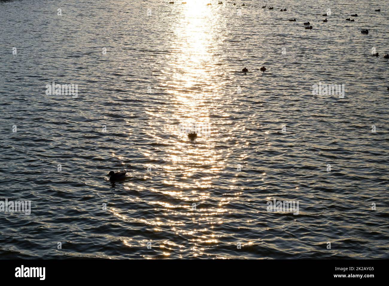 Canards nageant dans l'étang. Canard colvert sauvage. Drakes et femme Banque D'Images