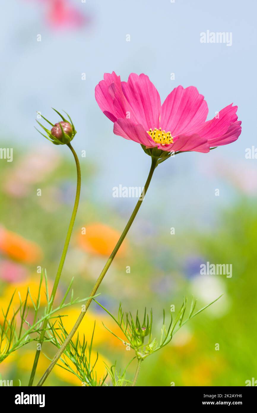 Plan vertical d'une fleur rose cosmos et d'un bourgeon Photo Stock - Alamy