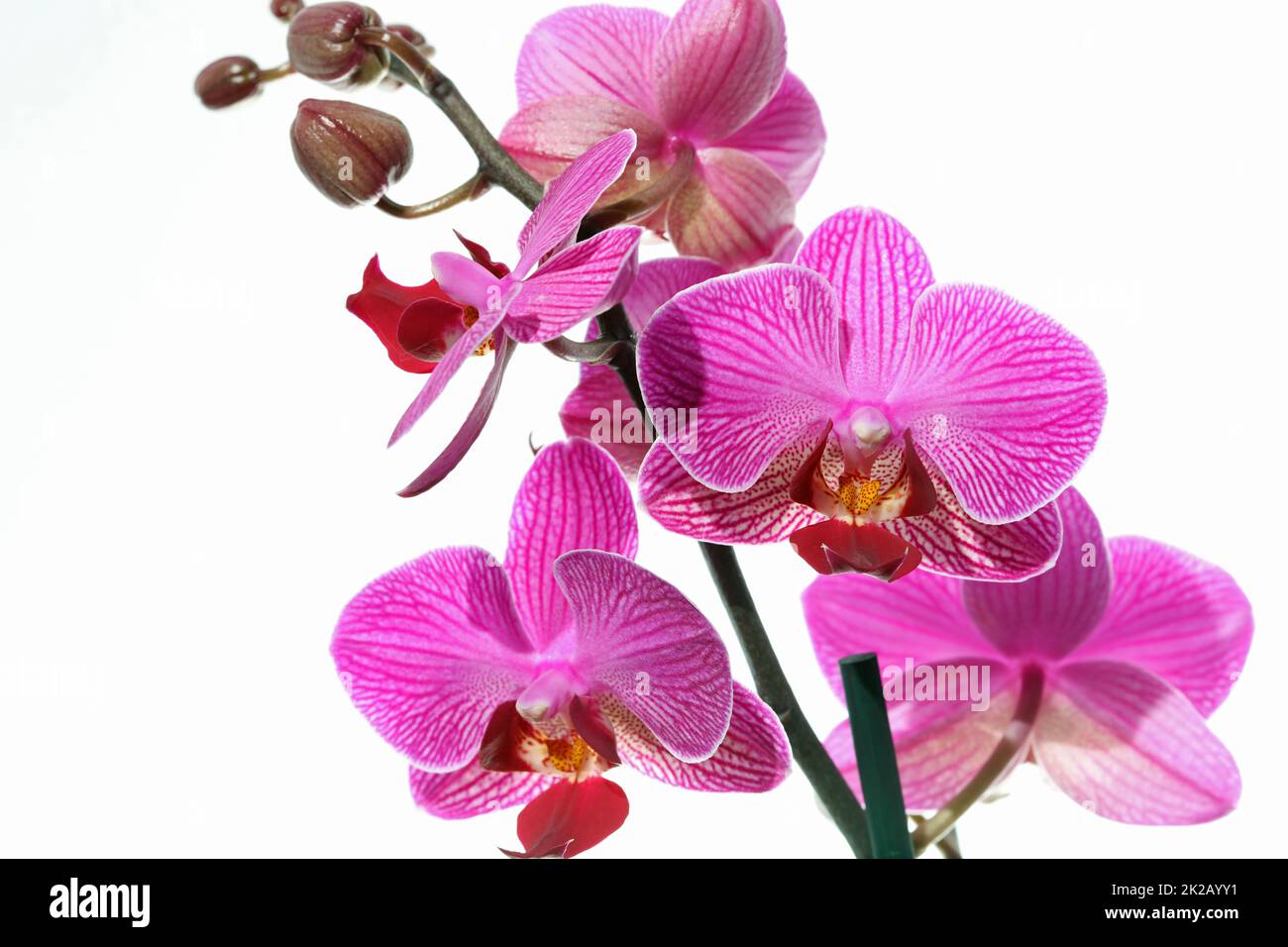 Orchid sur fond blanc Banque D'Images Orchid sur fond blanc Banque D'Images