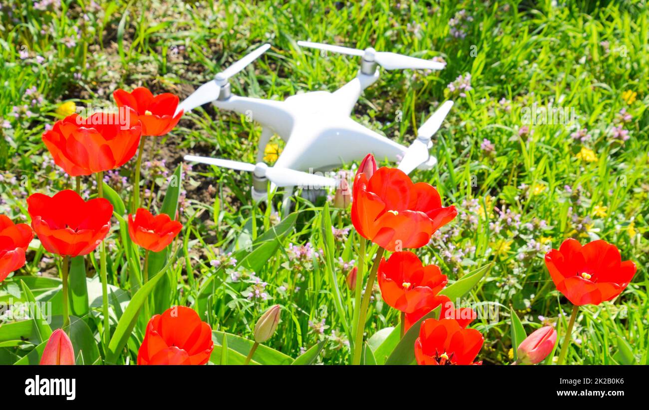 Quadrocopter DJI Phantom 4 est situé sur un pré avec des fleurs de tulipe rouge. Banque D'Images