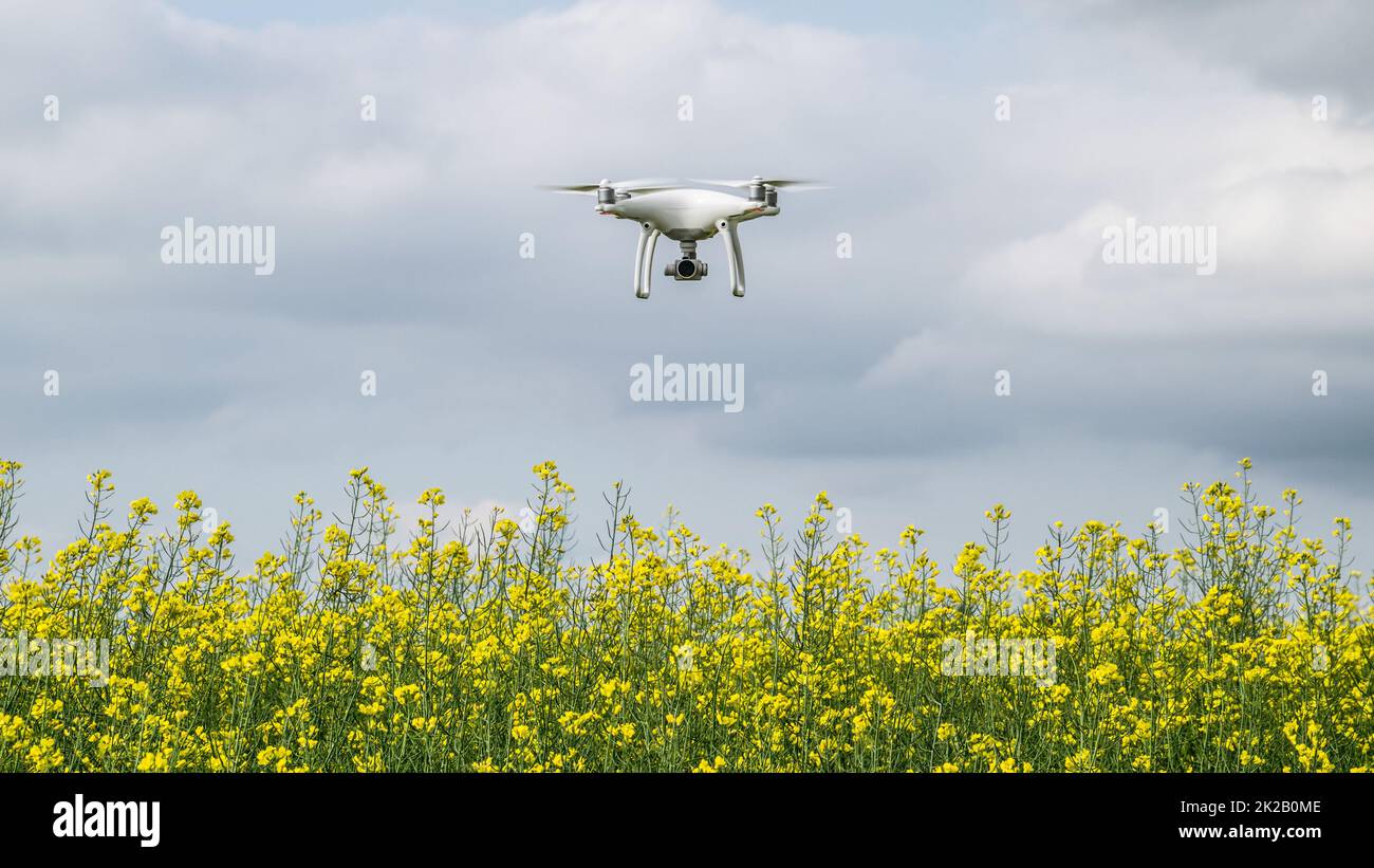 Drone blanc sur le champ du viol à fleurs. Banque D'Images