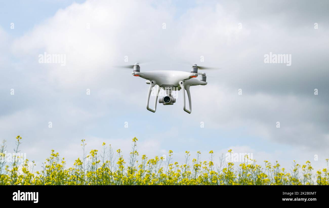 Drone blanc sur le champ du viol à fleurs. Banque D'Images