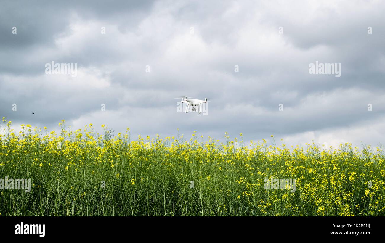 Drone blanc sur le champ du viol à fleurs. Banque D'Images