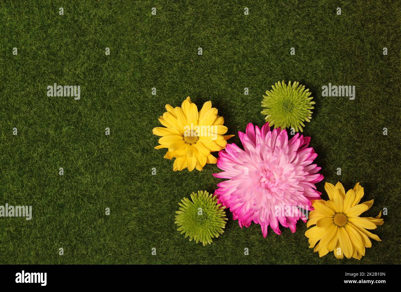 Fleurs printanières colorées sur la vue du dessus de l'herbe verte Banque D'Images