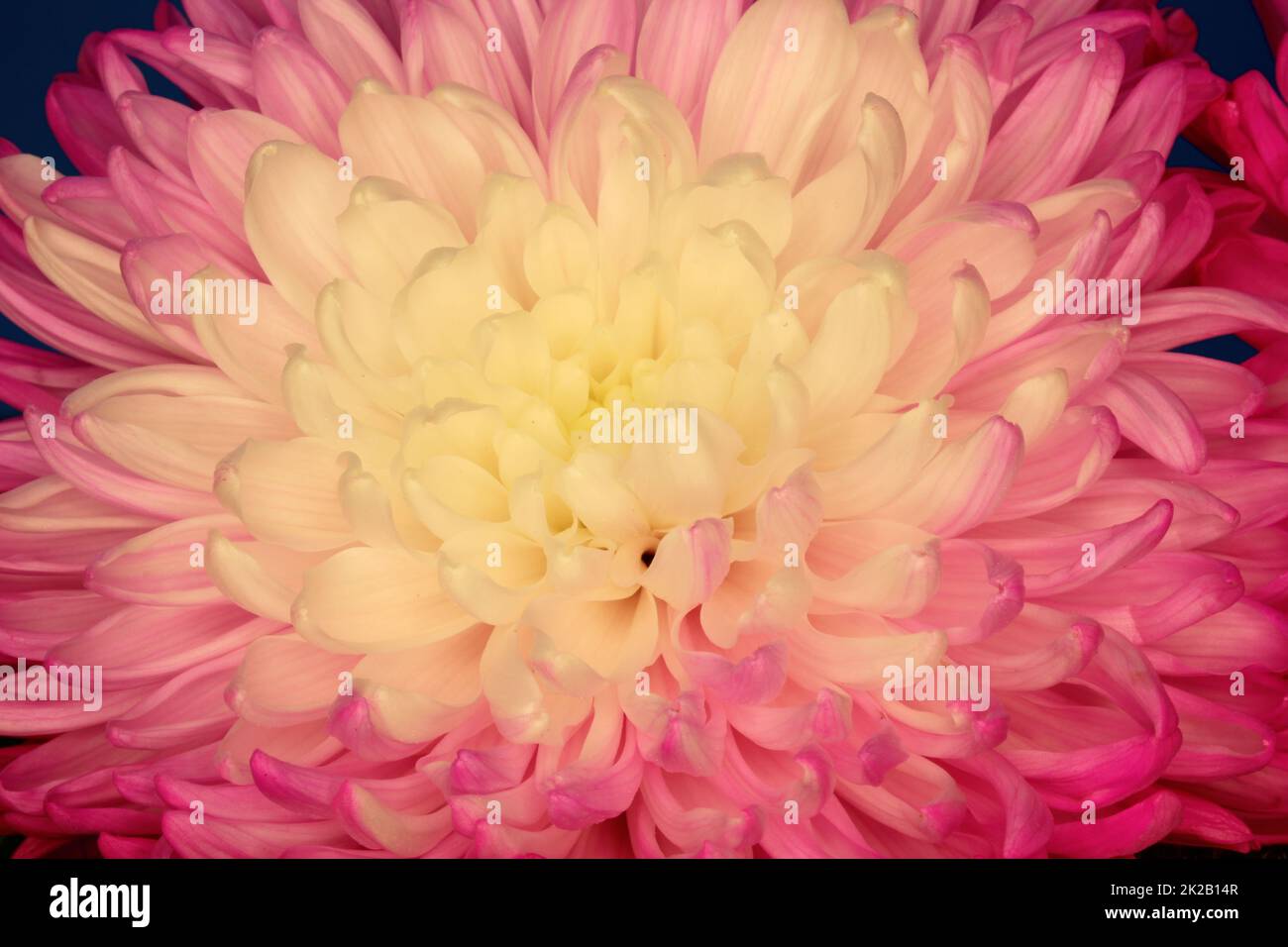 Fleur de chrysanthème rose et jaune gros plan Banque D'Images