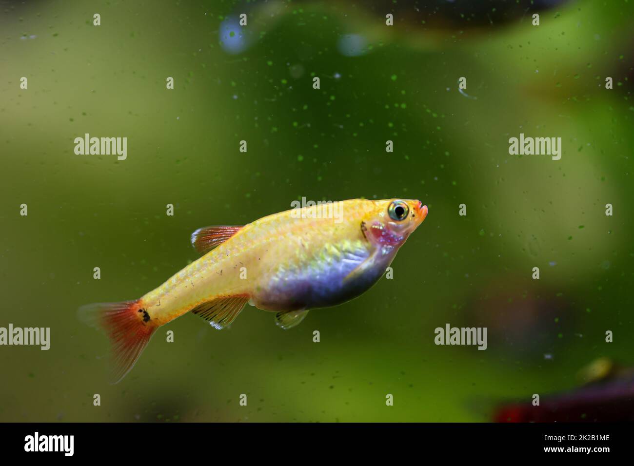 Portrait, gros plan d'une tétra, d'une barbe ou d'un danio dans un aquarium. Banque D'Images