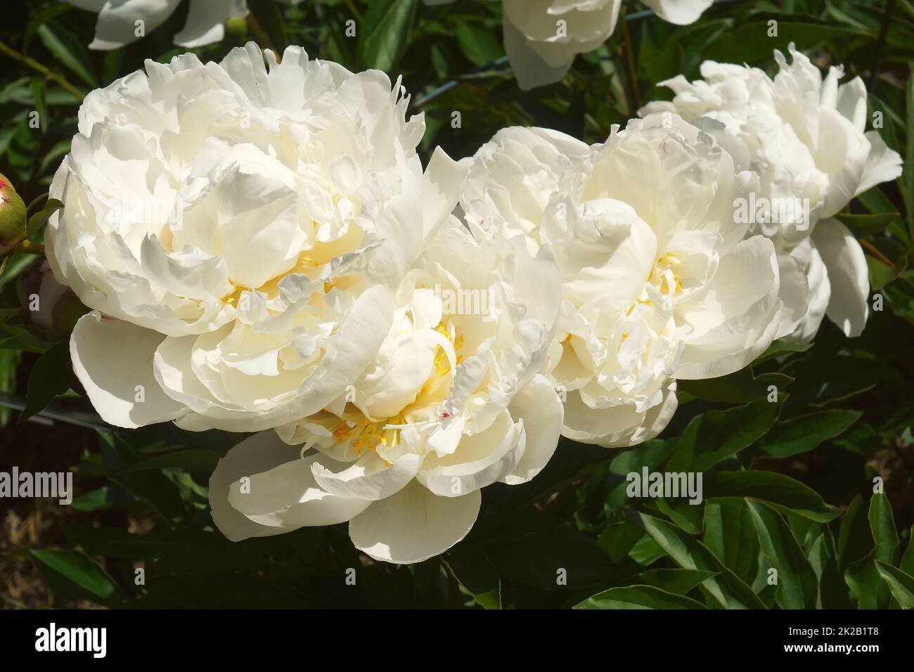 Image en gros plan des fleurs de pivoine hybrides de Gardenia Banque D'Images