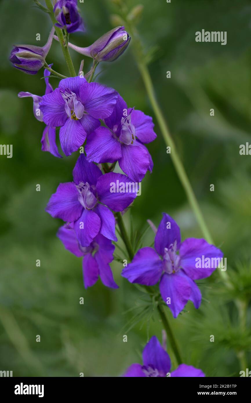 Gros plan i,âge des fleurs de l'éperon du chevalier douteux Banque D'Images