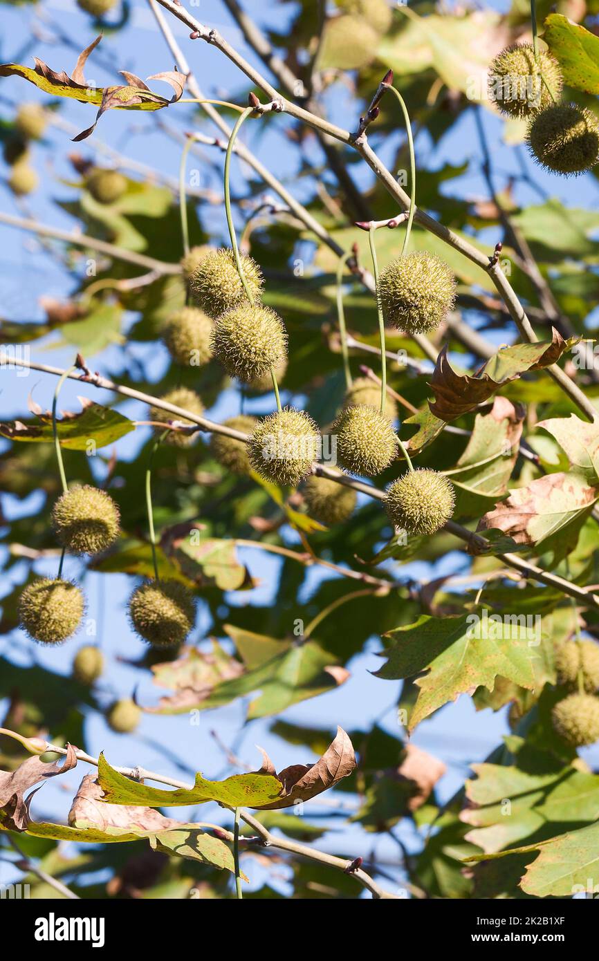 Image en gros plan des fruits sycomore américains Banque D'Images