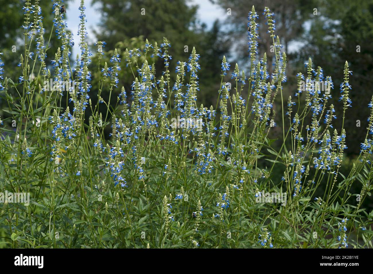 Image des plantes de sauge de la bog en fleur Banque D'Images