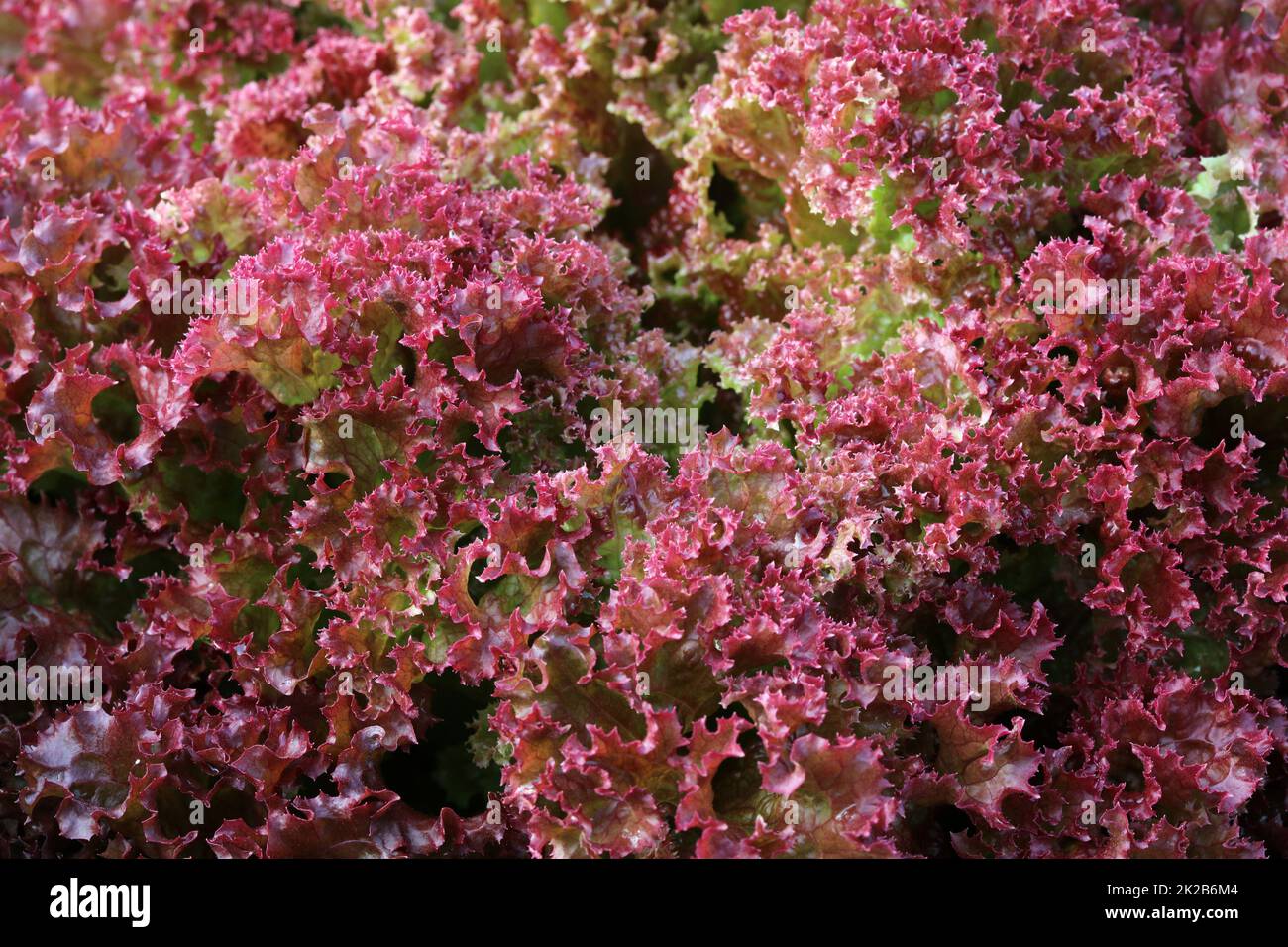 Laitue de feuilles de chêne vert sur le terrain en Allemagne Banque D'Images