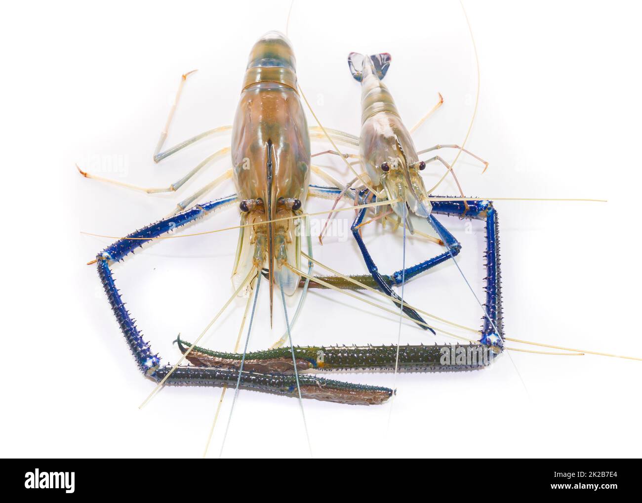 Crevettes géantes d'eau douce sur blanc Banque D'Images