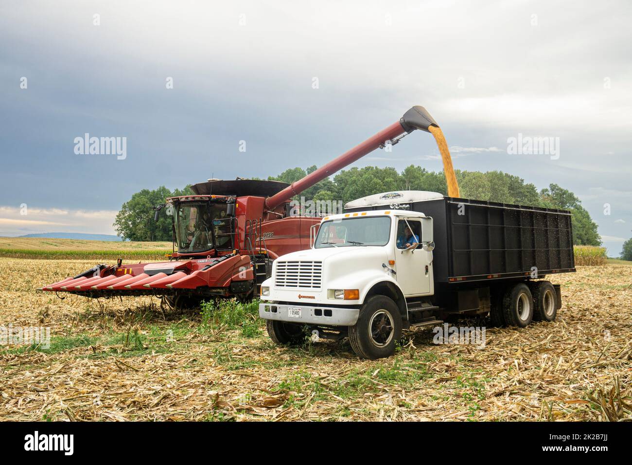 La récolte de maïs se vide dans le déversement Banque D'Images