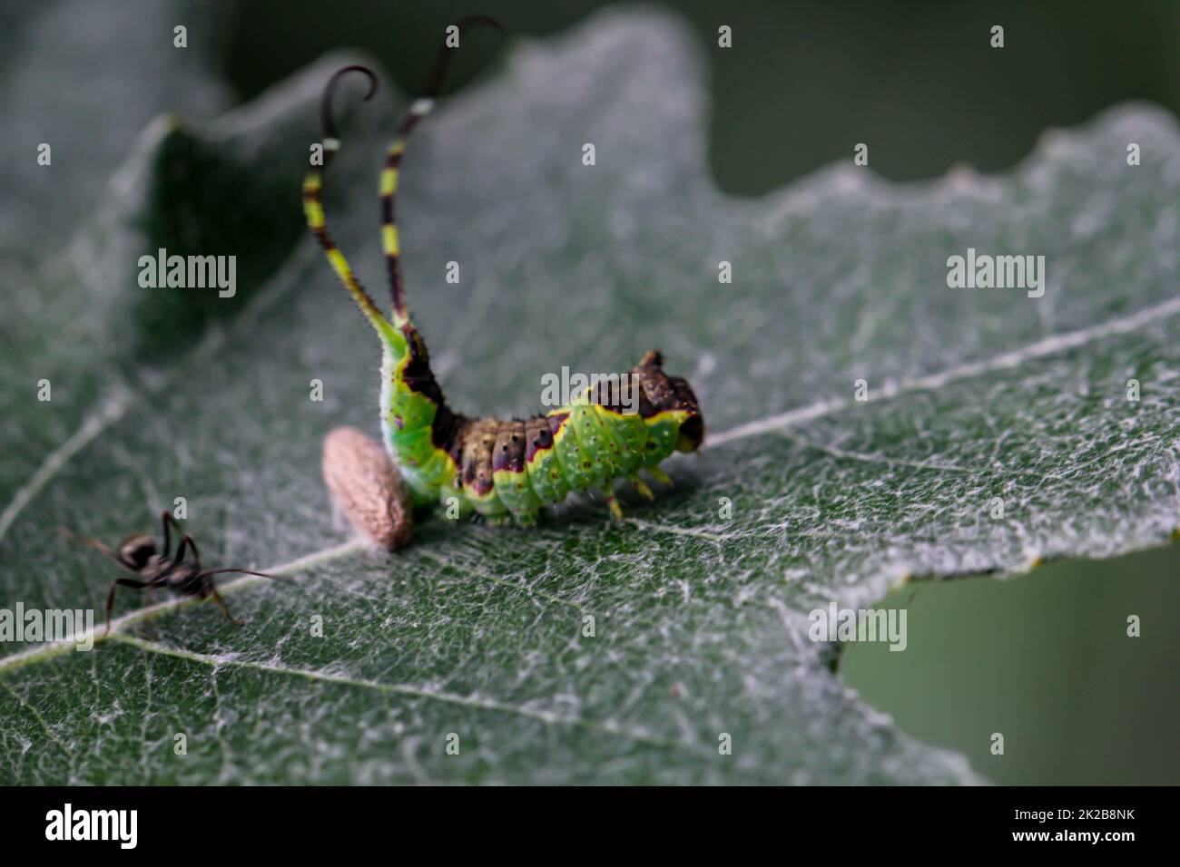 Une chenille bien camouflée de couleur verte brune avec deux queues sur une feuille. Banque D'Images