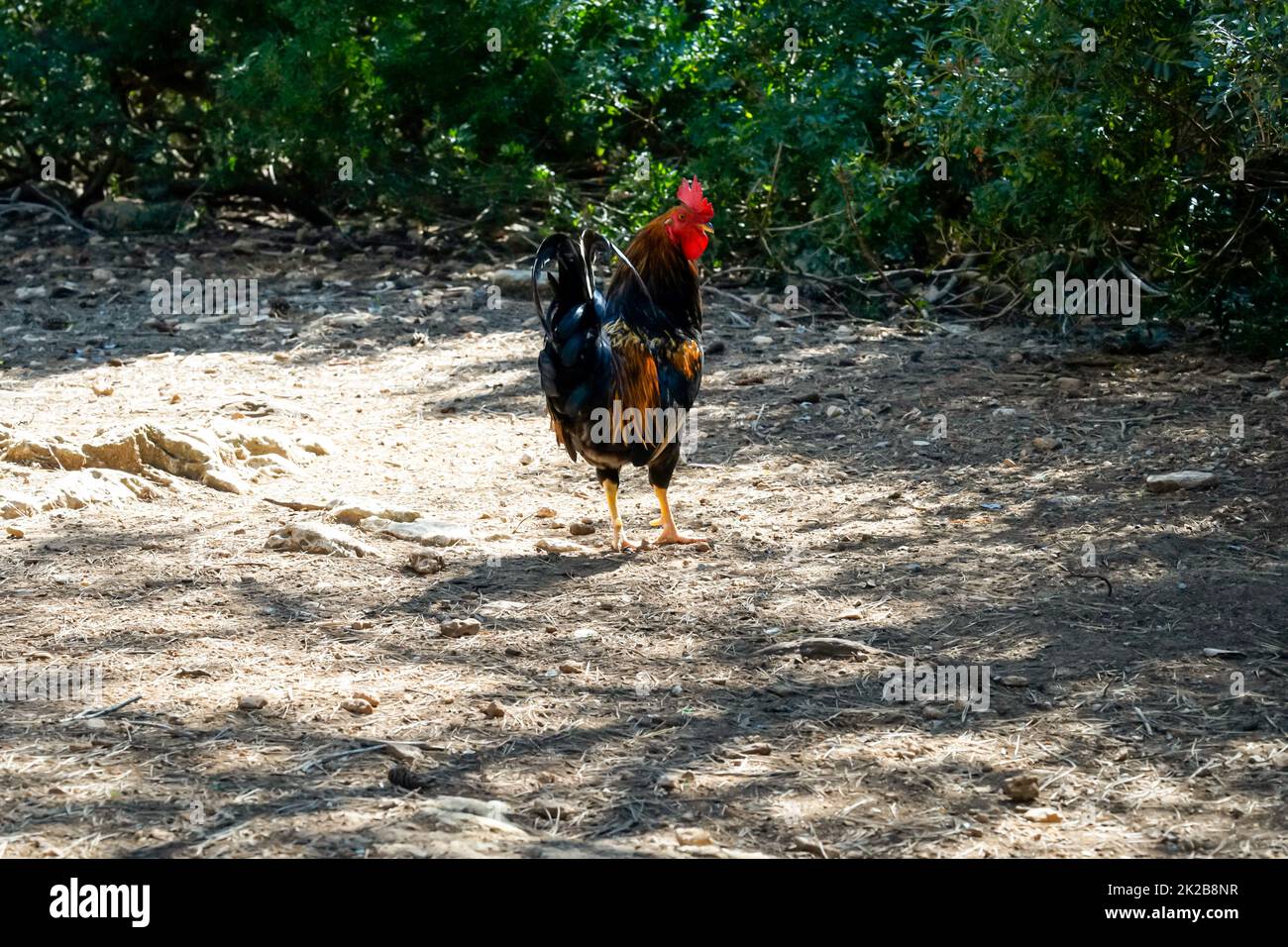 Poules et poulets de chair Banque de photographies et d’images à haute — free download
