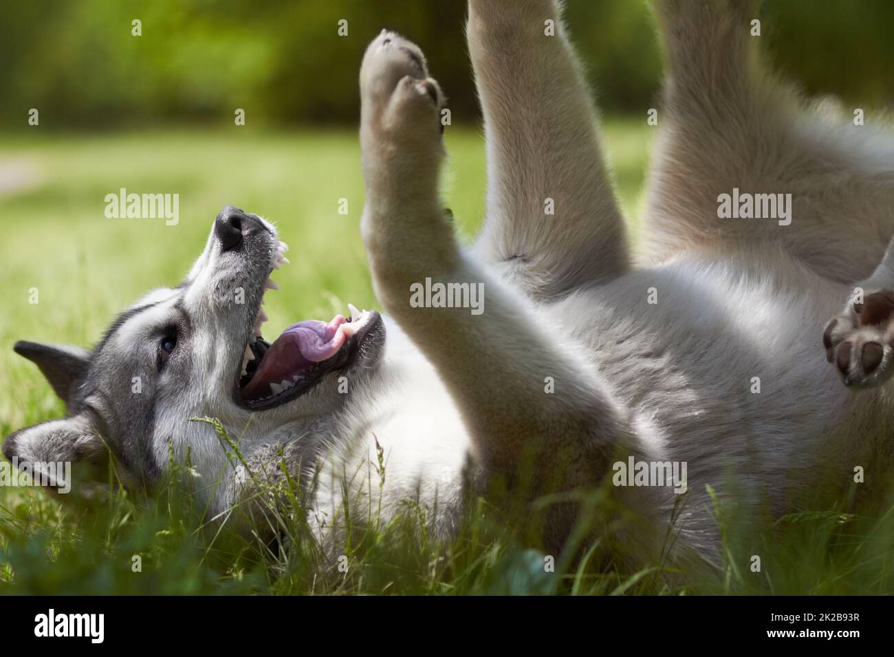 Venez jouer avec moi. Un court cliché de huskies joueuses à l'extérieur - la vie animale. Banque D'Images