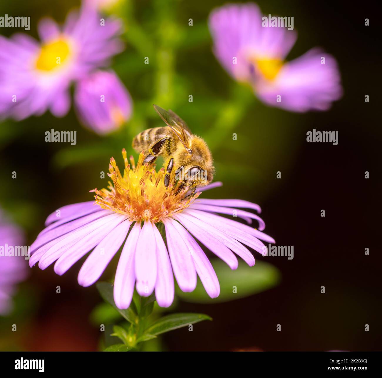 Abeille pollinisant sur une fleur d'aster Banque D'Images