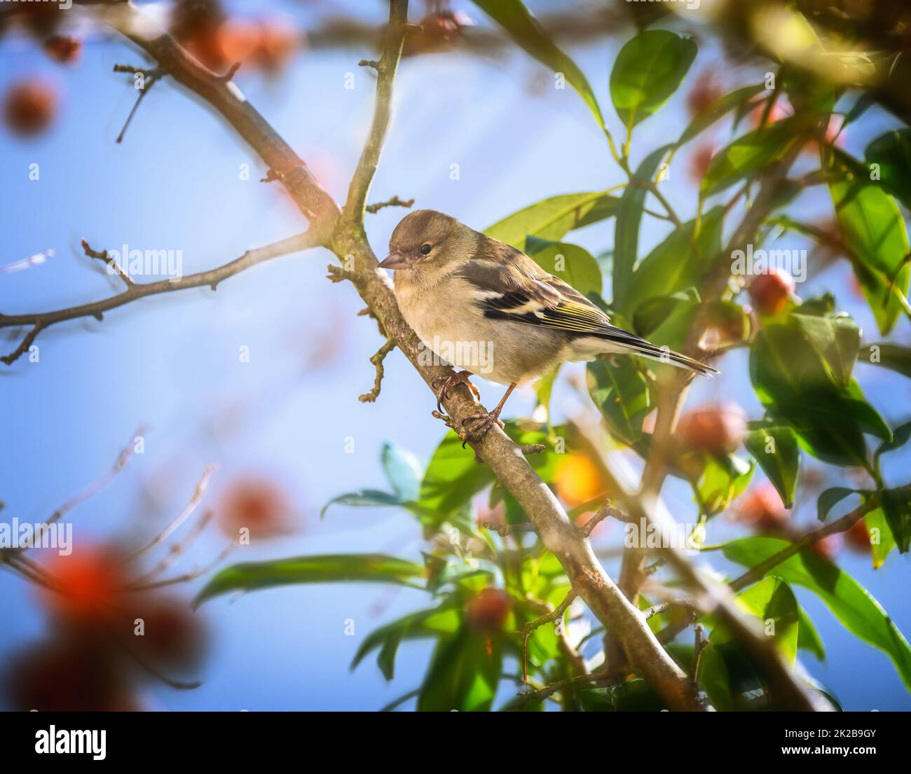 Oiseau de chaffin femelle assis dans un pommier Banque D'Images