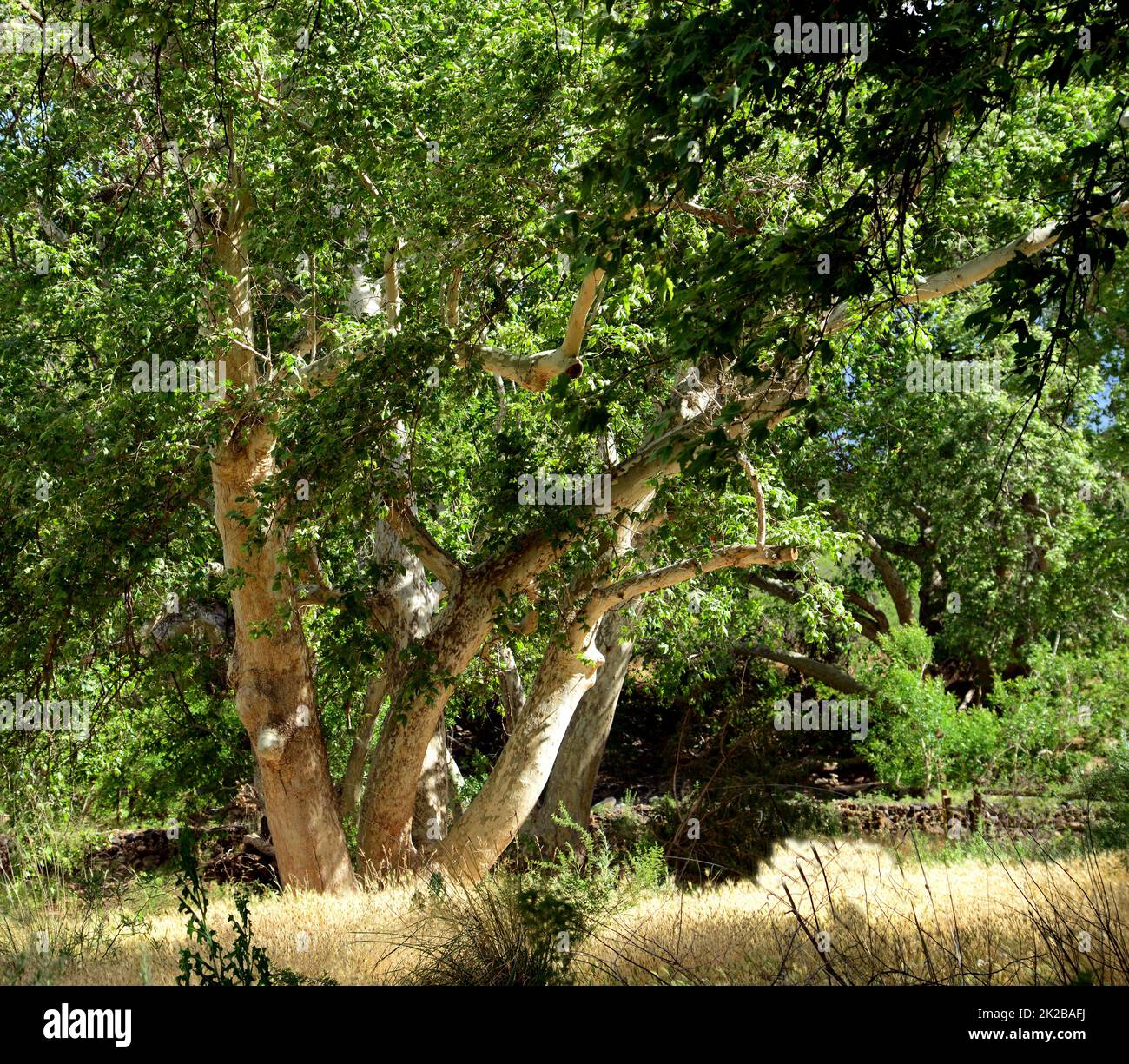 Arbre Arizona Sycamore Banque D'Images