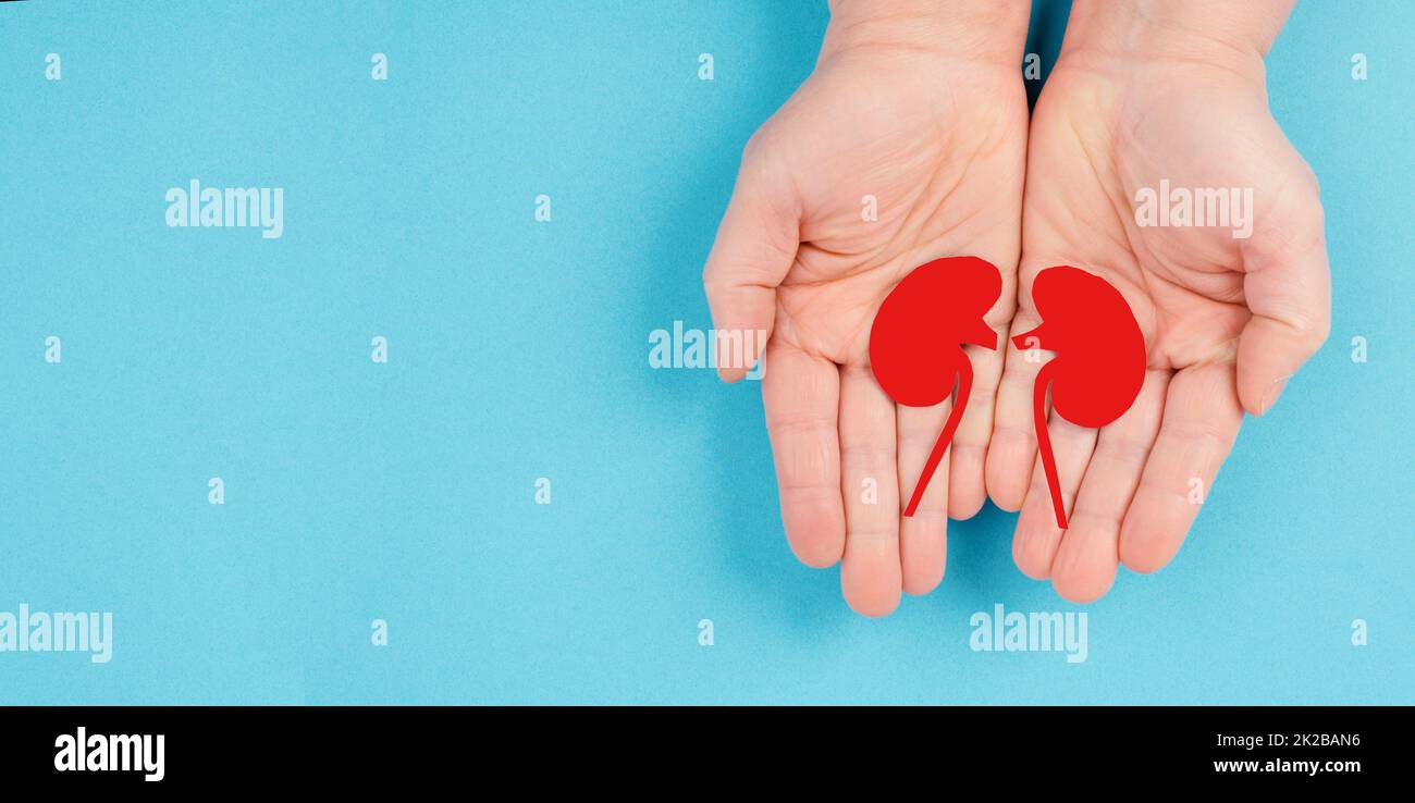 Mains tenant un rein, feuille coupée, journée mondiale des reins, problèmes de santé, transplantation d'organes, problème médical Banque D'Images
