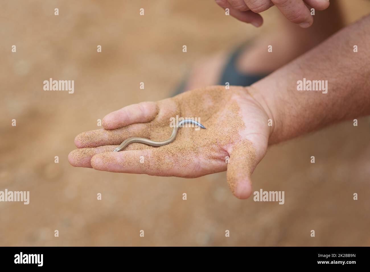 Pas besoin de craindre ce petit gars. Photo d'un homme non identifiable tenant un petit serpent dans la paume de sa main tout en explorant le désert. Banque D'Images