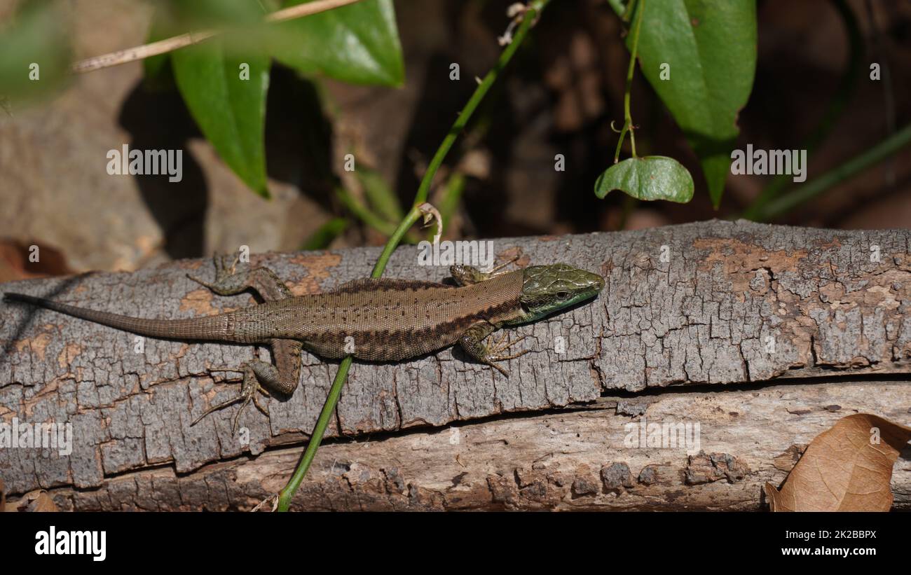 Le lézard libanais, Phoenicolacerta laevis, est une espèce de lézard de la famille des Lacertidae. Il se trouve en Israël, au Liban Banque D'Images