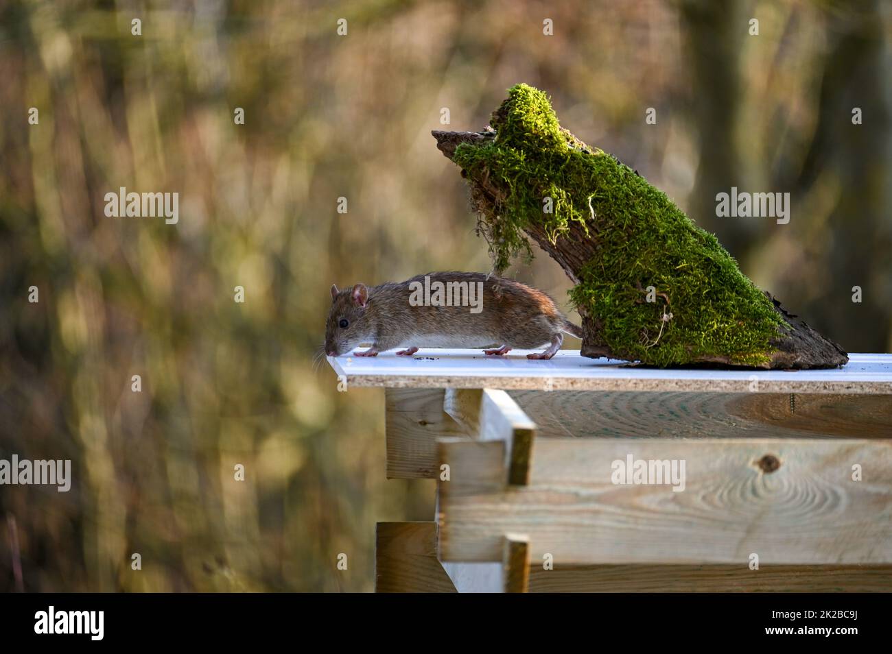 Un rat sauvage dans le jardin Banque D'Images