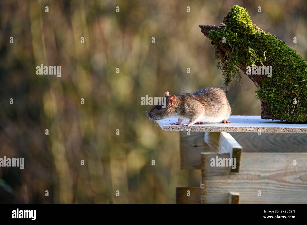 Un rat sauvage se trouve dans le jardin Banque D'Images