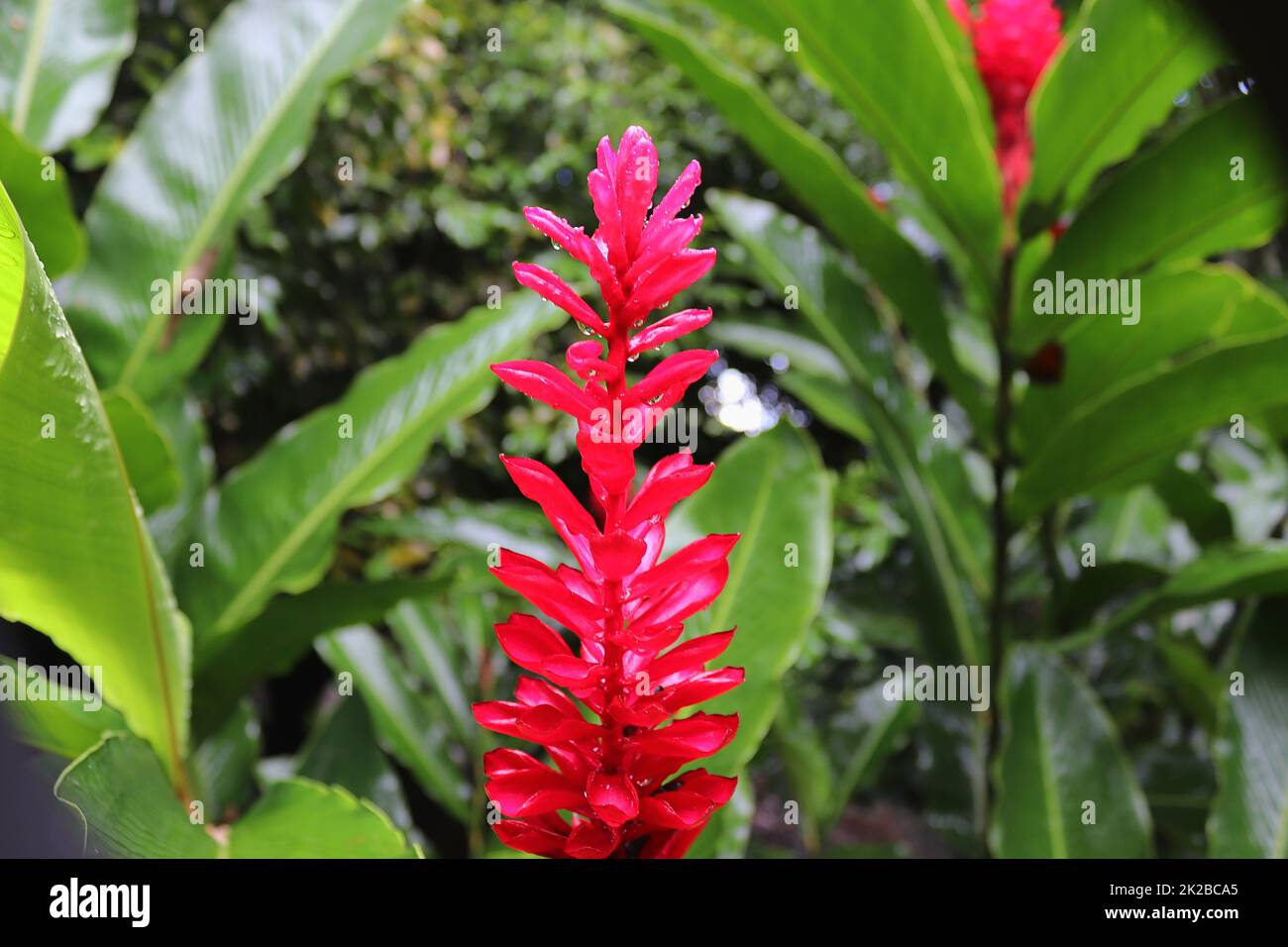 Gros plans colorés de fleurs sur l'île des Seychelles. Banque D'Images