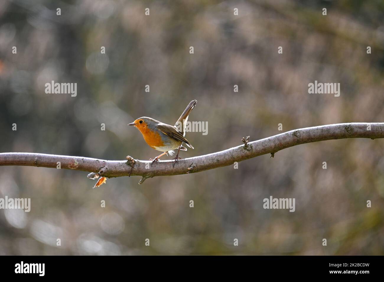Robin Bird sur la branche Banque D'Images