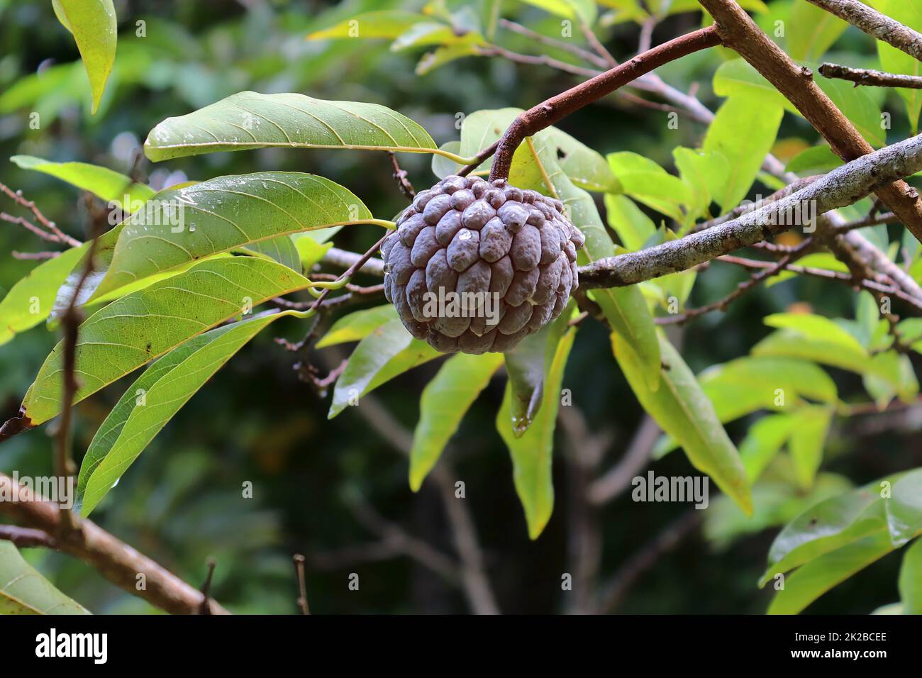 Close up de différents fruits accroché sur les arbres pris sur les îles Seychelles Banque D'Images