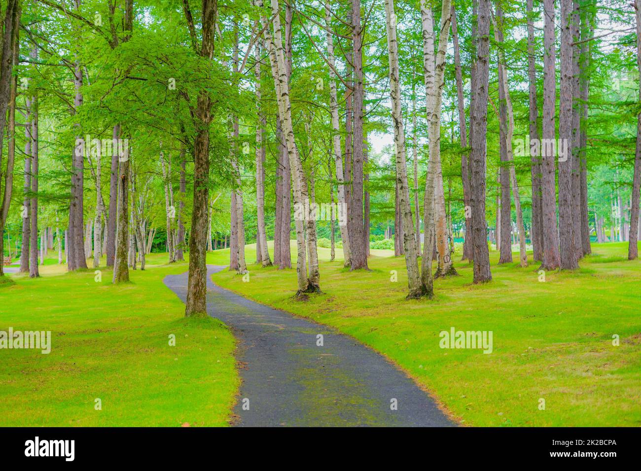 Furano biei Banque de photographies et d’images à haute résolution - Alamy