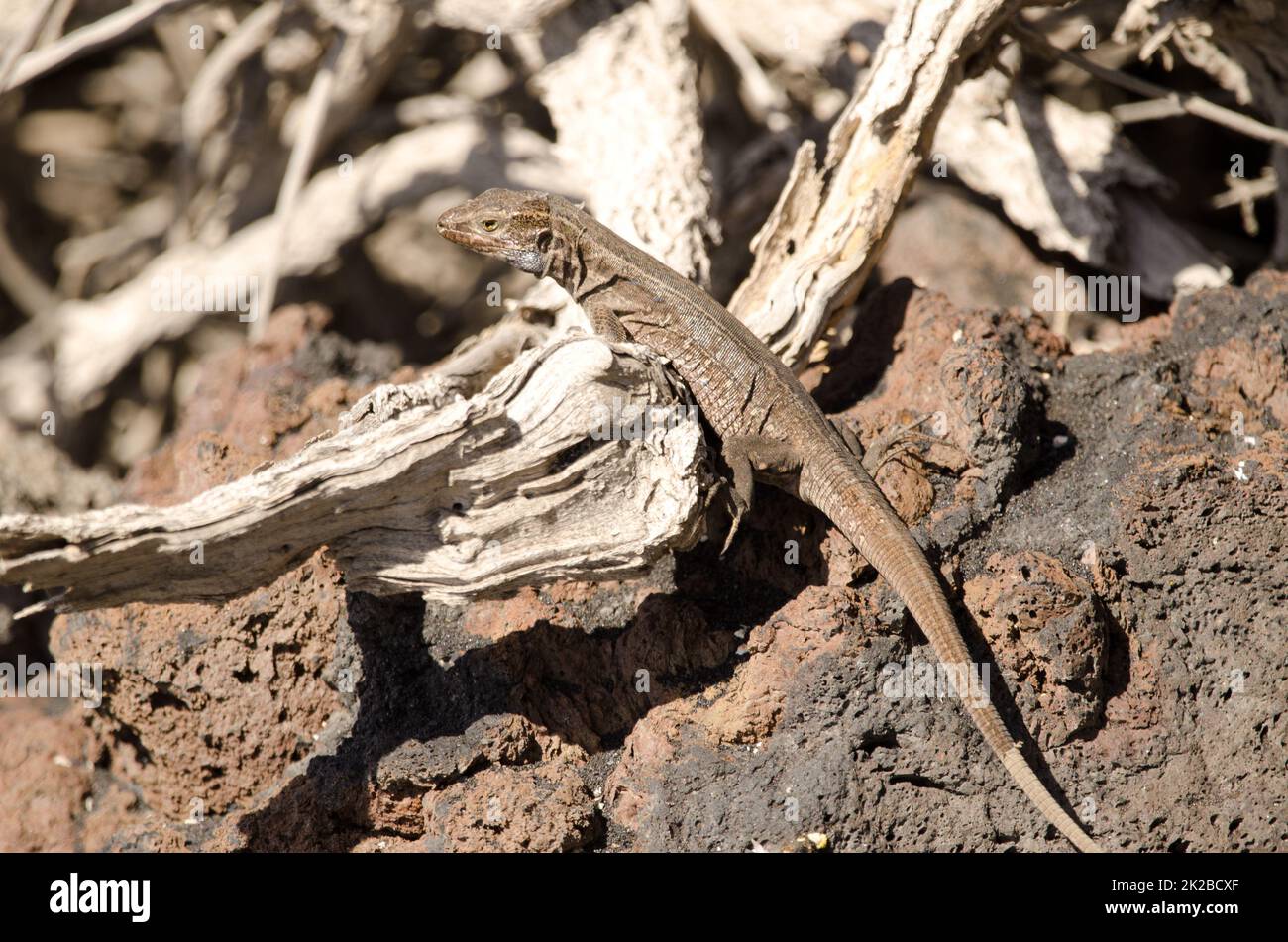 La Palma Lizard Gallotia galloti palmae. Banque D'Images