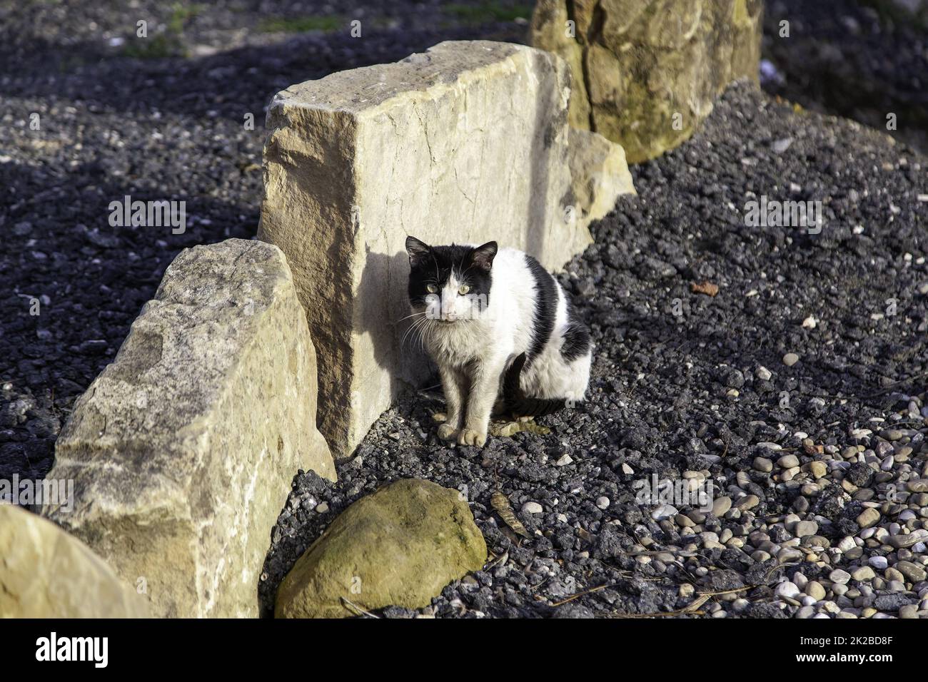 Chats abandonnés de rue Banque D'Images