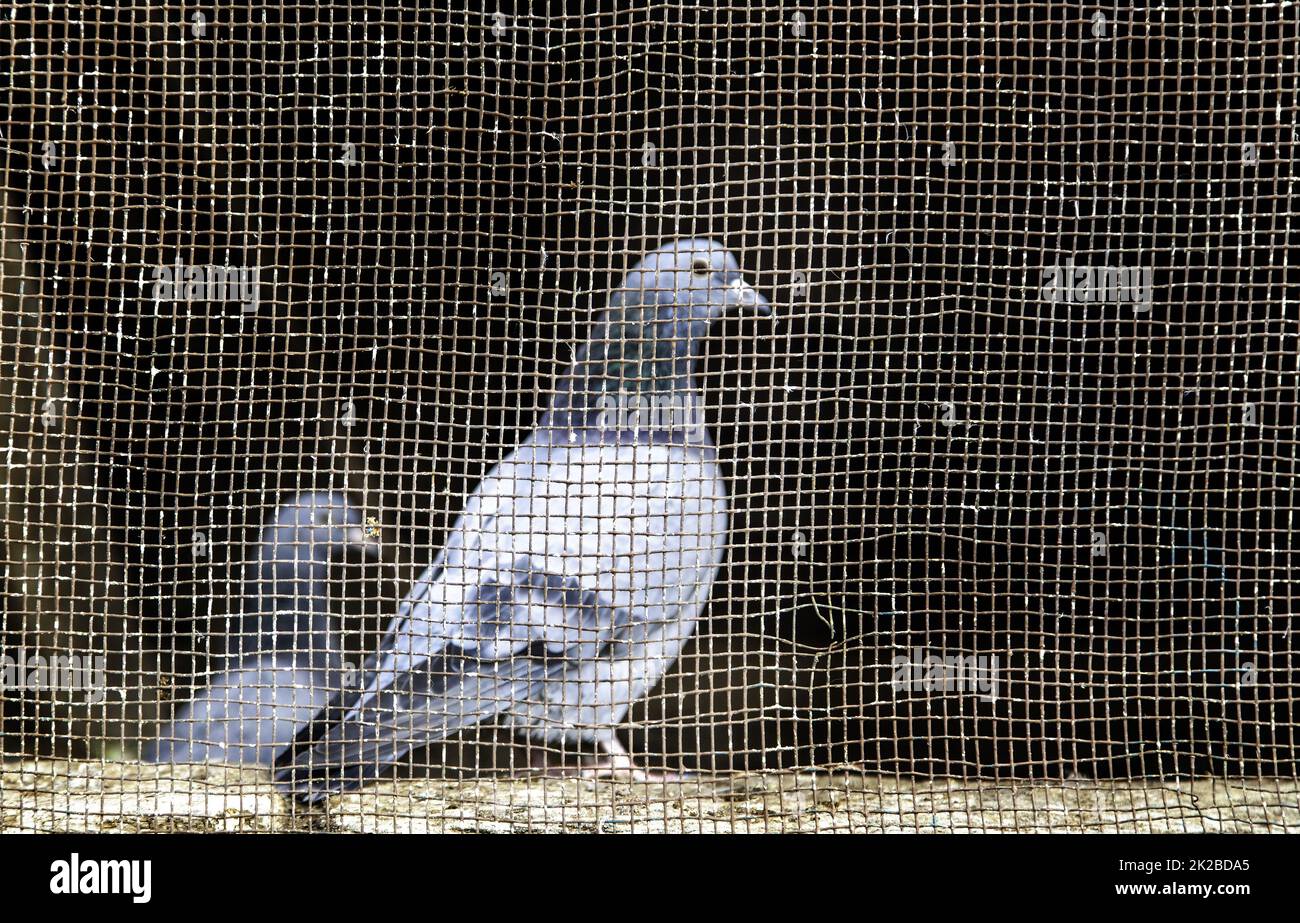 Pigeons en cage Banque de photographies et d'images à haute résolution -  Alamy