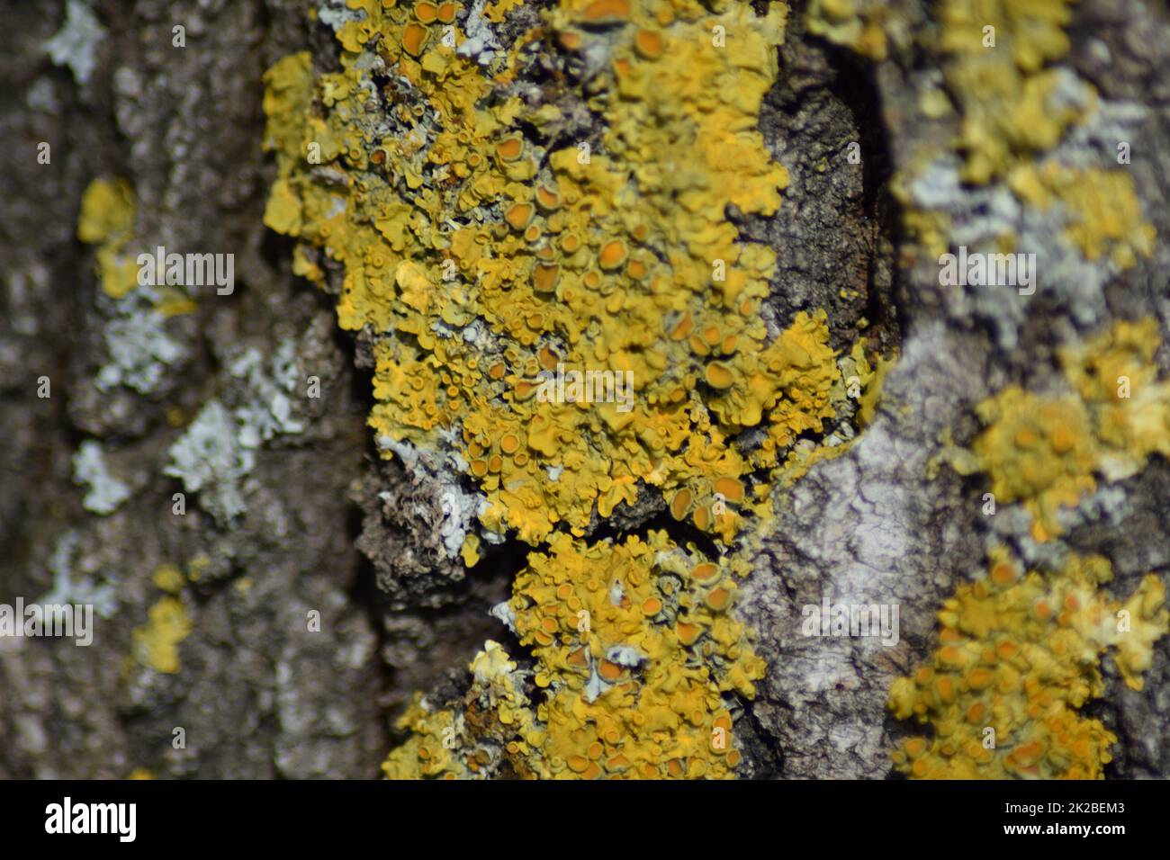 Lichen jaune sur l'écorce des arbres Banque D'Images