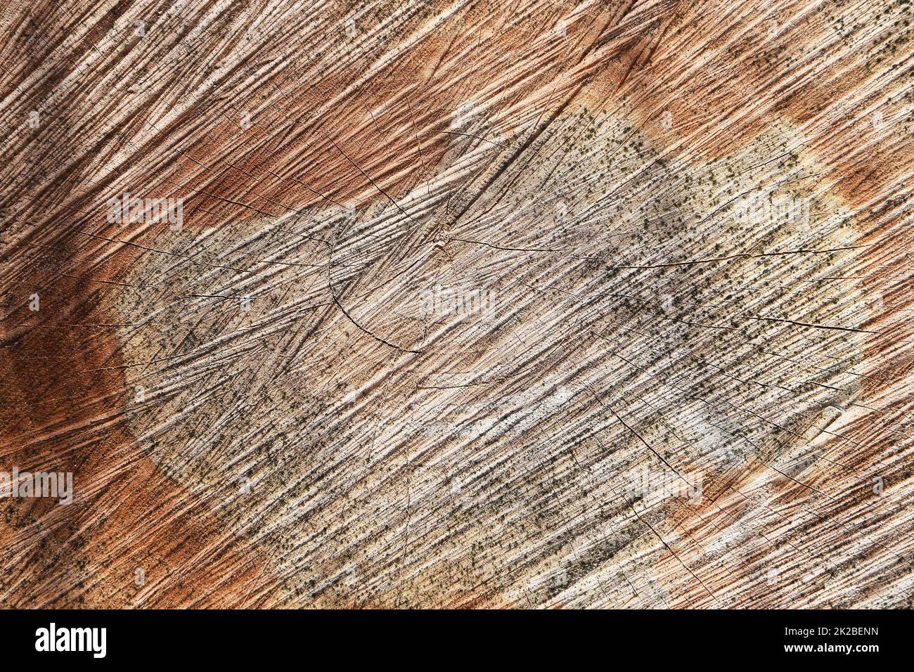 L'arbre scié et ses bagues de l'année Banque D'Images