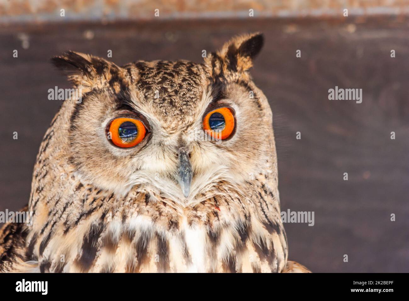 Drôle de portrait de chouette regardant l'appareil photo Banque D'Images