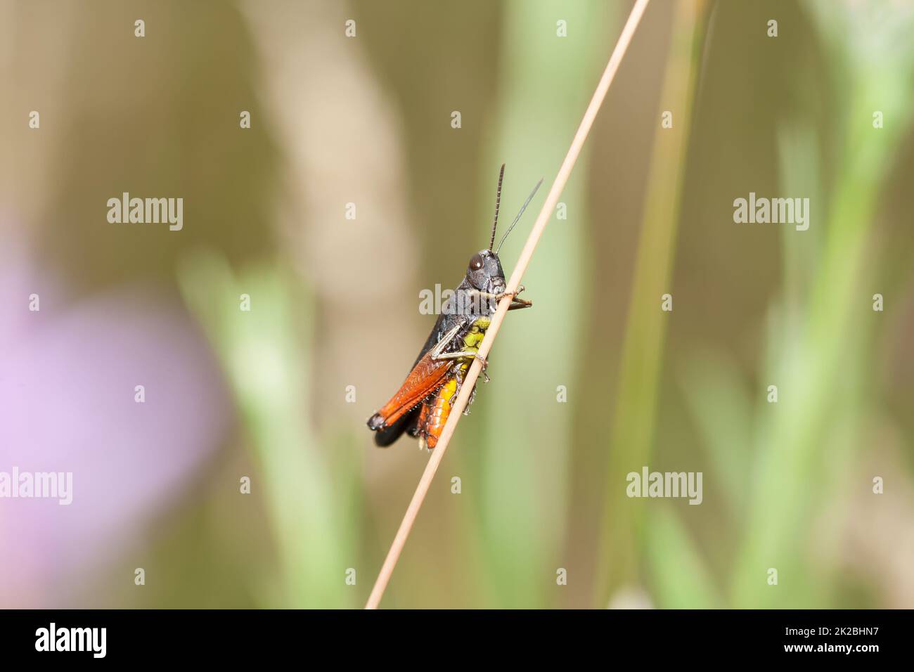 La tige de la plante est maintenue par le chorthippus brunneus (Common Field Grasshopper) Banque D'Images