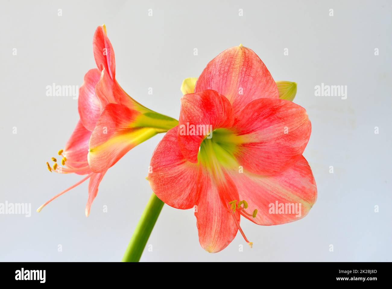 Amaryllis, fleur dans un gros plan Banque D'Images