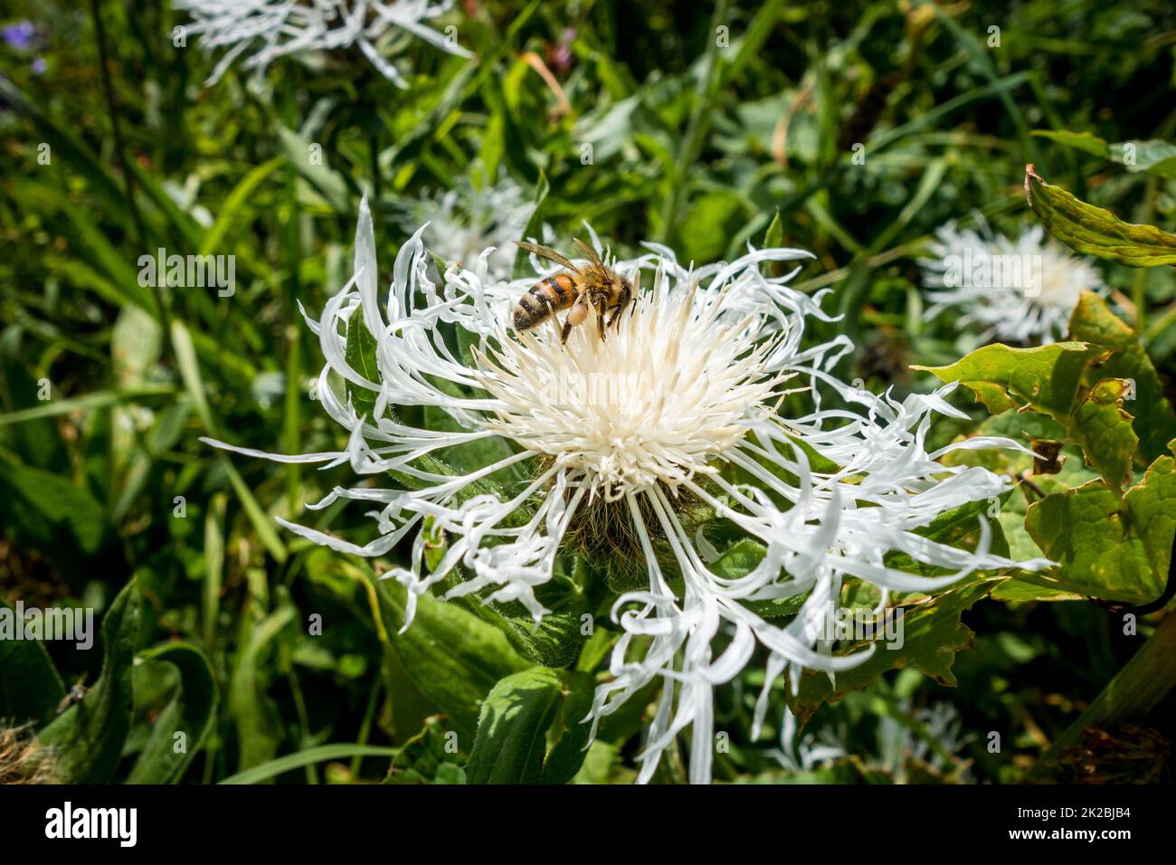 Vue rapprochée d'une abeille pollinisant une fleur de centaurée Banque D'Images