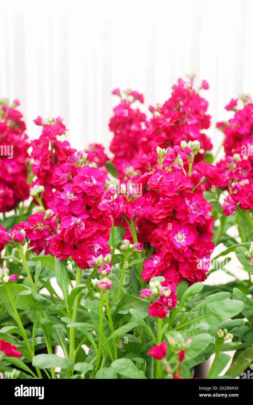 Fleurs de Matthiola incana, fleurs de stock, fleurs coupées en pépinière, pleine fleur Banque D'Images