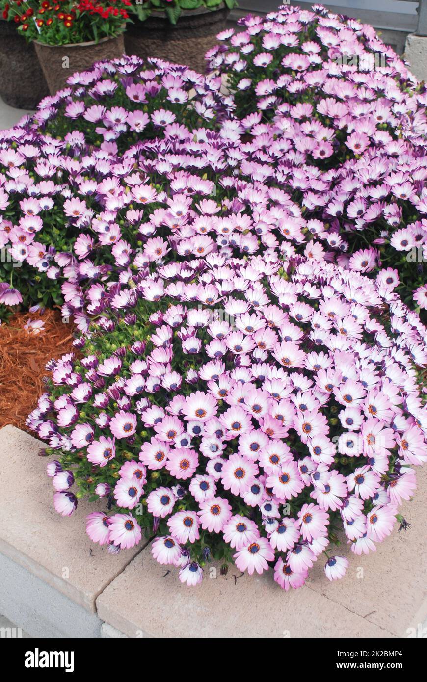 Fleurs d'ostéospermum violet clair ou de dimorphotheca, fleurs violettes Banque D'Images Fleurs d'ostéospermum violet clair ou de dimorphotheca, fleurs violettes Banque D'Images