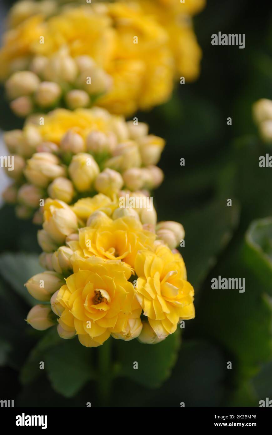 Plante de Kalanchoe aux fleurs jaunes, Kalanchoe blossfeldiana Banque D'Images