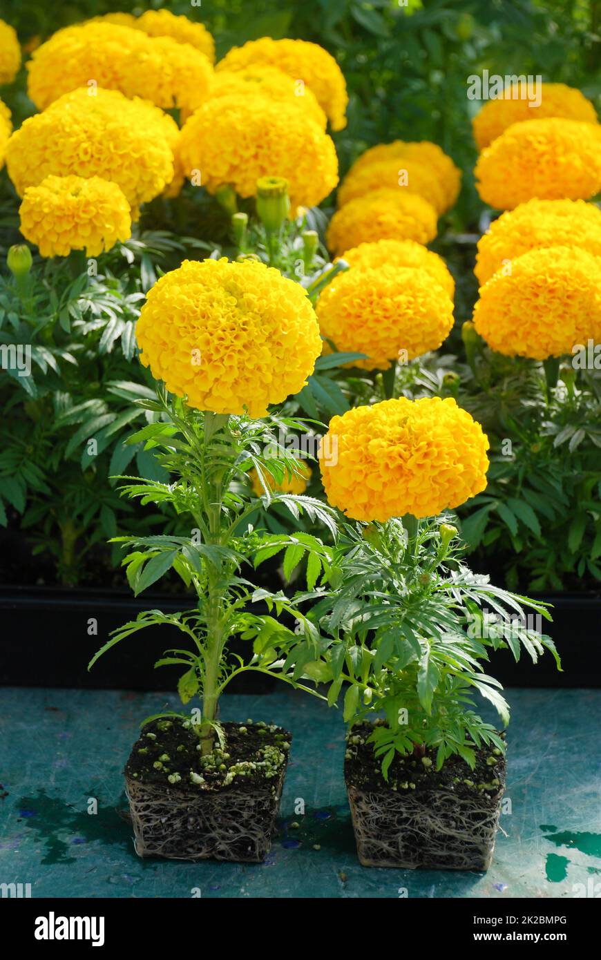 Couleur jaune marigolds (Tagetes erecta, marigold mexicain) Banque D'Images
