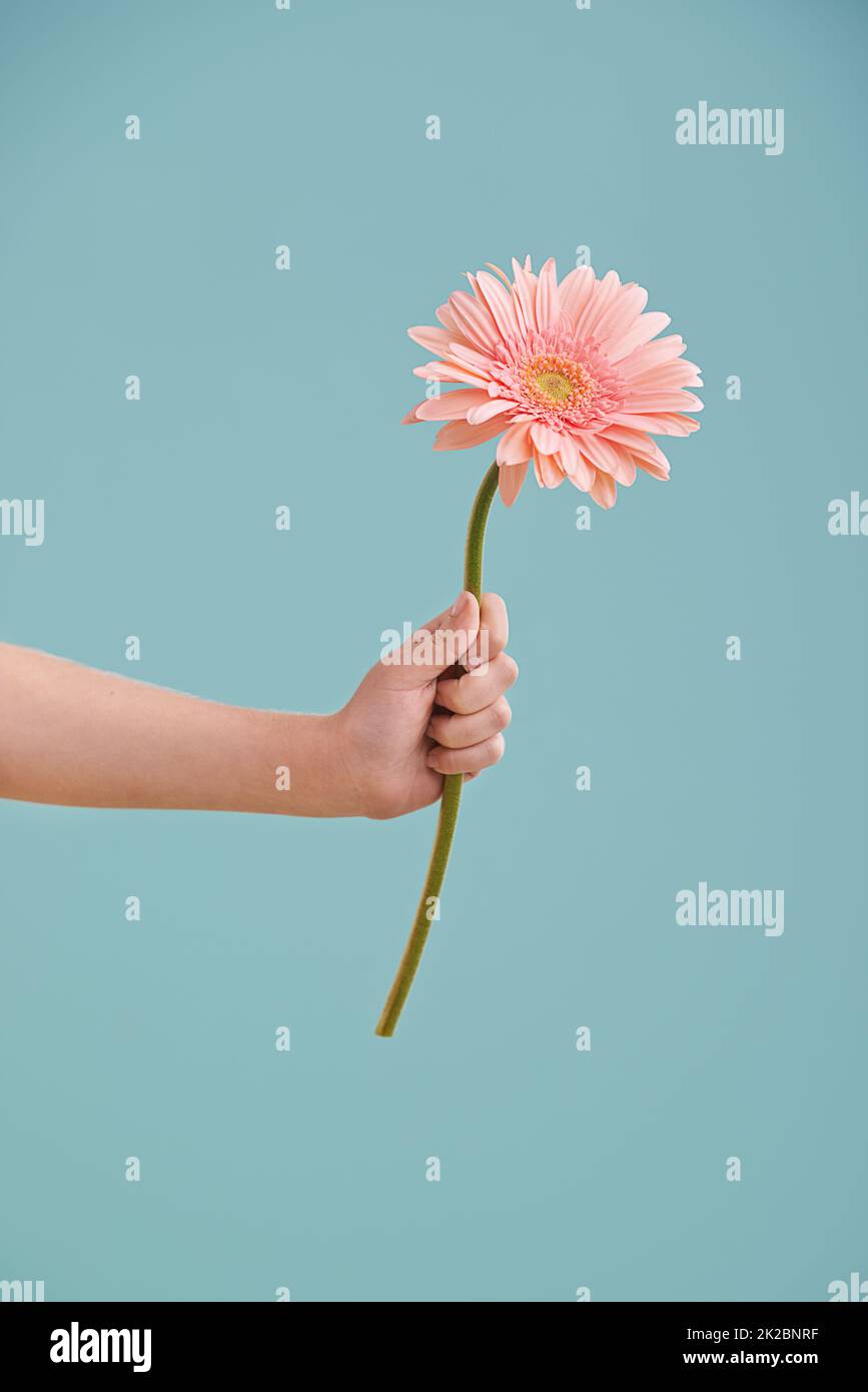 Quelque chose pour égayer votre journée. Une petite main de filles présentant une fleur tout en étant isolée. Banque D'Images