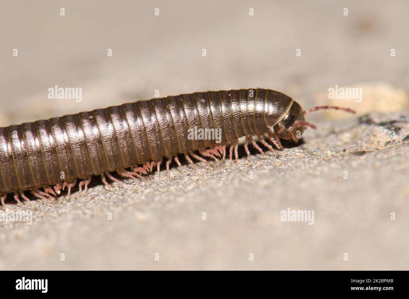 Millipède portugais Ommatoiulus moreleti à Santa Cruz de la Palma. Banque D'Images