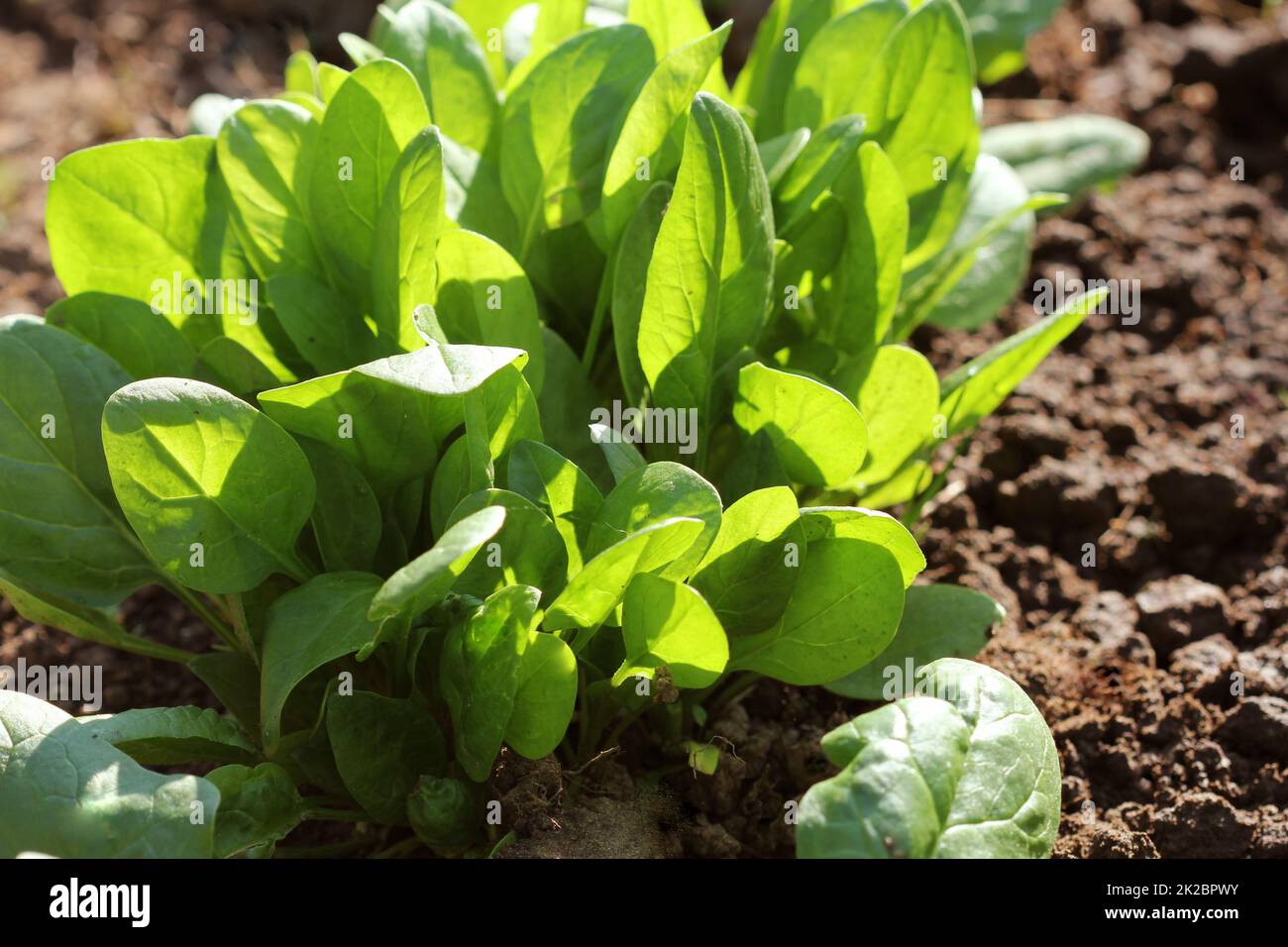 Les jeunes feuilles d'épinards.Sprouts growing épinards dans jardin. Les pousses vertes. Les jeunes verts Salade Banque D'Images
