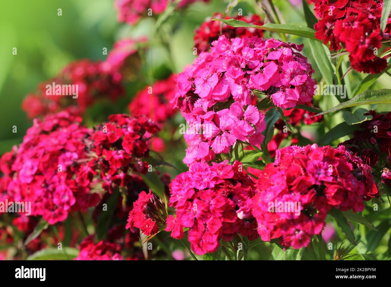 Parterre de Dianthus barbatus. Photo couleur de William fleurs Banque D'Images